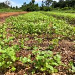 Agricultura Regenerativa